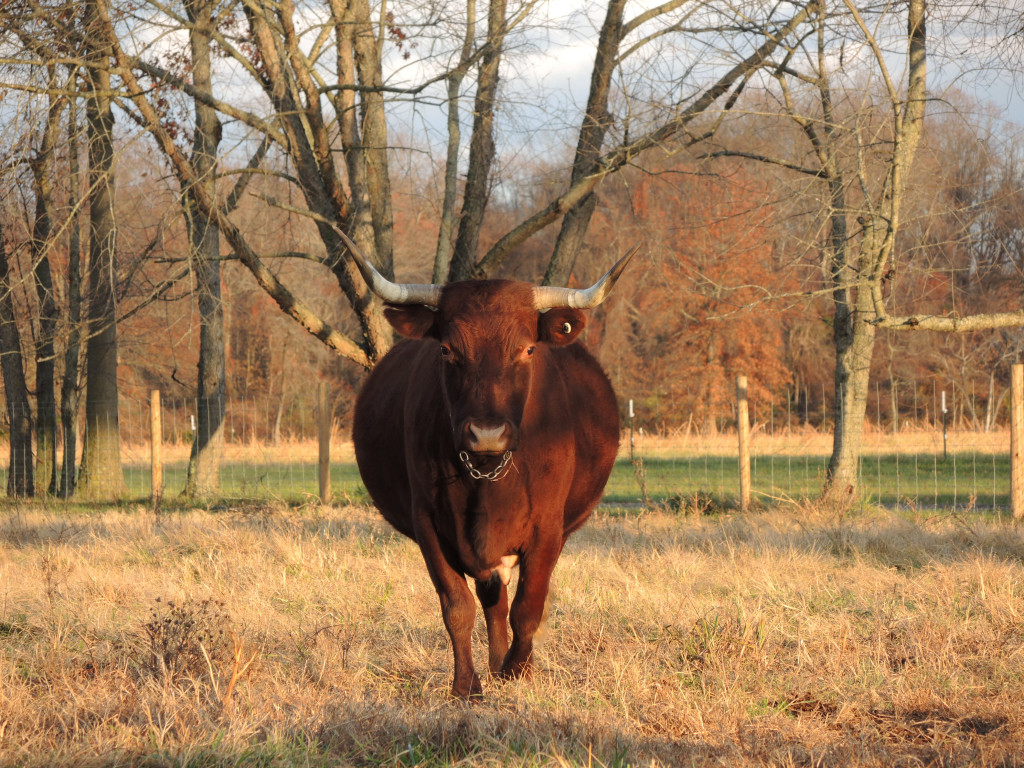 A large brown bull stands in a field with winter trees in the background. 